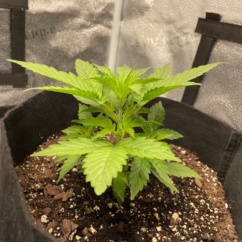 Auto Granddaddy Purp  growlog timeline photo