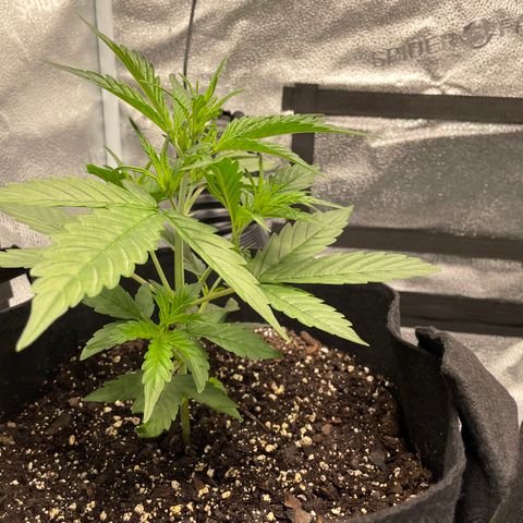 Auto Granddaddy Purp  growlog timeline photo