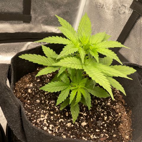 Auto Granddaddy Purp  growlog timeline photo