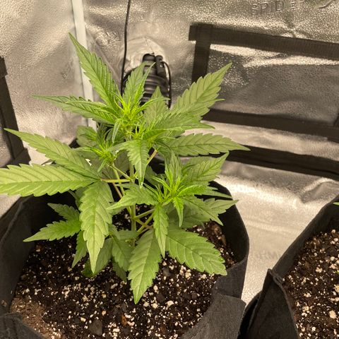 Auto Granddaddy Purp  growlog timeline photo