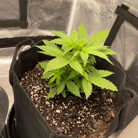 Auto Granddaddy Purp  growlog timeline photo