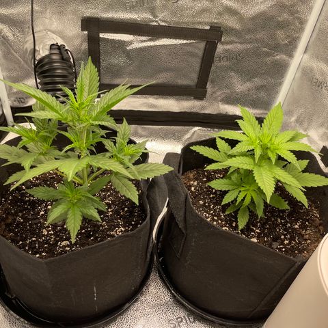 Auto Granddaddy Purp  growlog timeline photo