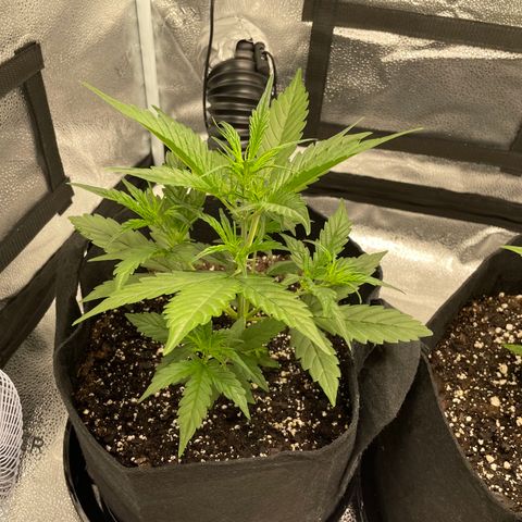 Auto Granddaddy Purp  growlog timeline photo