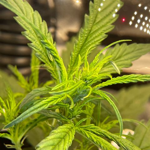 Auto Granddaddy Purp  growlog timeline photo