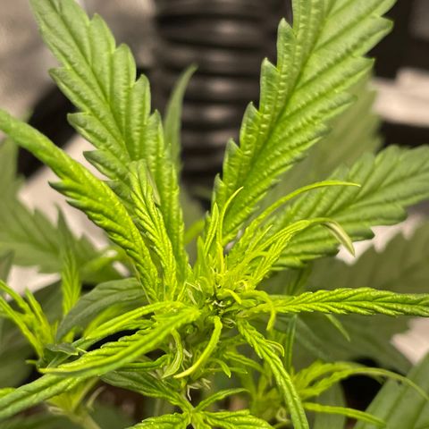 Auto Granddaddy Purp  growlog timeline photo