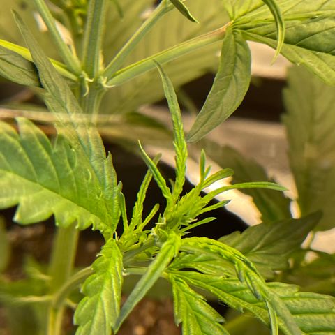 Auto Granddaddy Purp  growlog timeline photo