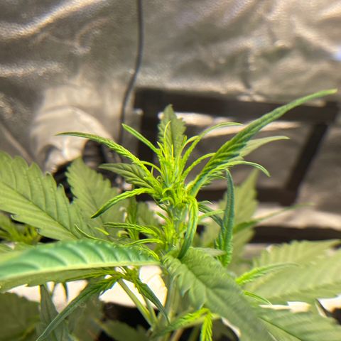 Auto Granddaddy Purp  growlog timeline photo
