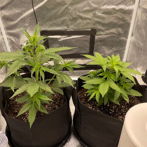 Auto Granddaddy Purp  growlog timeline photo