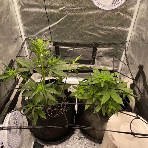 Auto Granddaddy Purp  growlog timeline photo