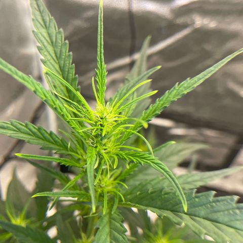 Auto Granddaddy Purp  growlog timeline photo
