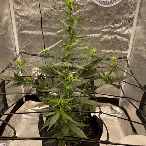 Auto Granddaddy Purp  growlog timeline photo