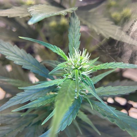 Auto Granddaddy Purp  growlog timeline photo