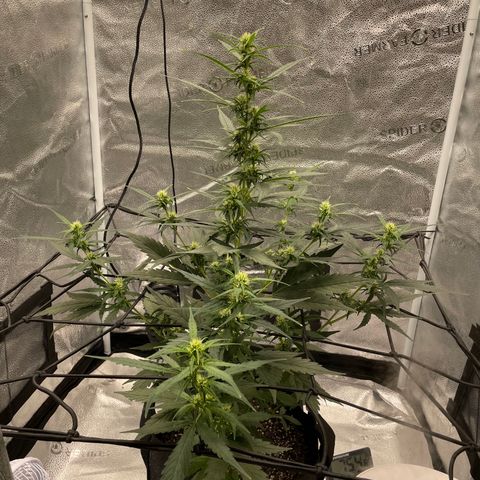 Auto Granddaddy Purp  growlog timeline photo
