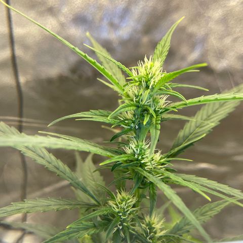 Auto Granddaddy Purp  growlog timeline photo