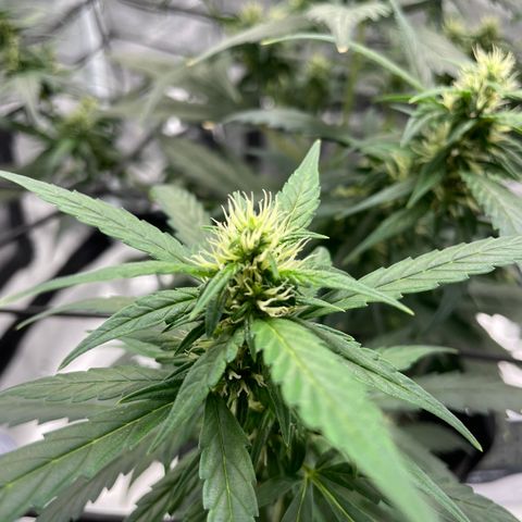 Auto Granddaddy Purp  growlog timeline photo