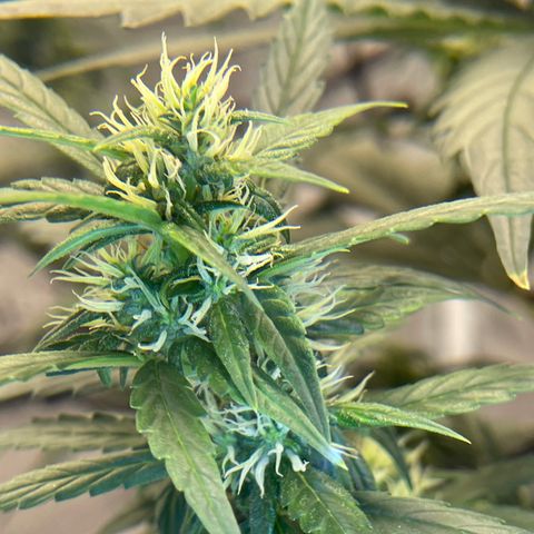 Auto Granddaddy Purp  growlog timeline photo