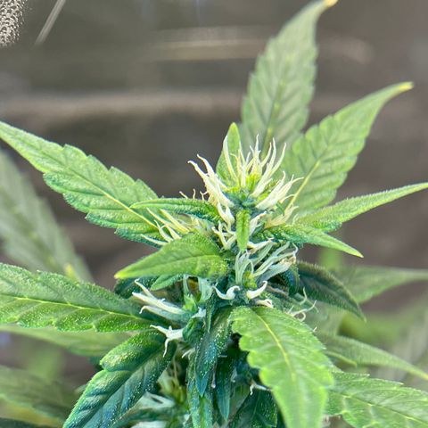Auto Granddaddy Purp  growlog timeline photo
