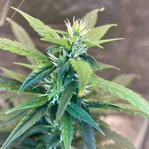 Auto Granddaddy Purp  growlog timeline photo