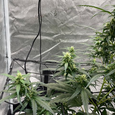 Auto Granddaddy Purp  growlog timeline photo