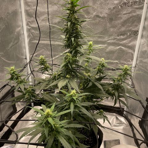 Auto Granddaddy Purp  growlog timeline photo