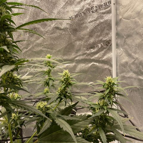 Auto Granddaddy Purp  growlog timeline photo