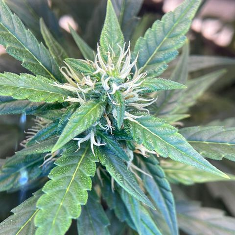 Auto Granddaddy Purp  growlog timeline photo