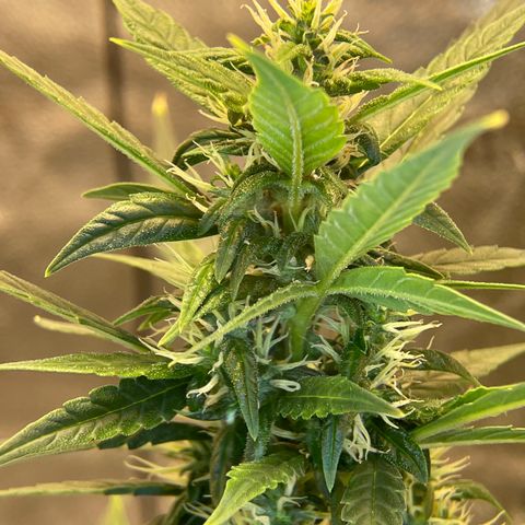 Auto Granddaddy Purp  growlog timeline photo
