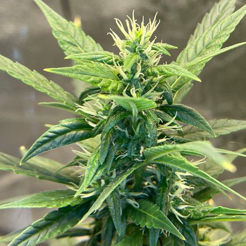 Auto Granddaddy Purp  growlog timeline photo