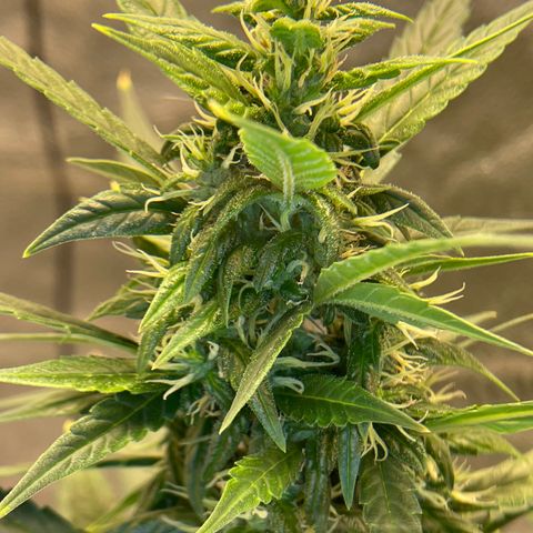Auto Granddaddy Purp  growlog timeline photo
