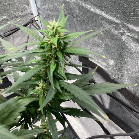 Auto Granddaddy Purp  growlog timeline photo