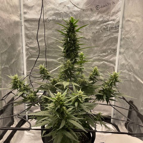 Auto Granddaddy Purp  growlog timeline photo
