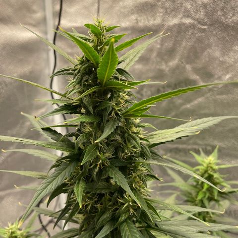 Auto Granddaddy Purp  growlog timeline photo