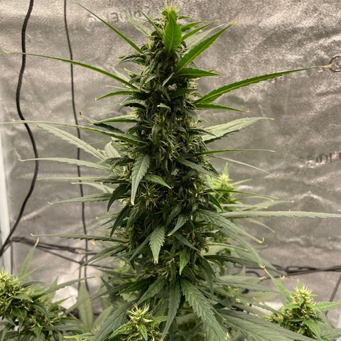Auto Granddaddy Purp  growlog timeline photo