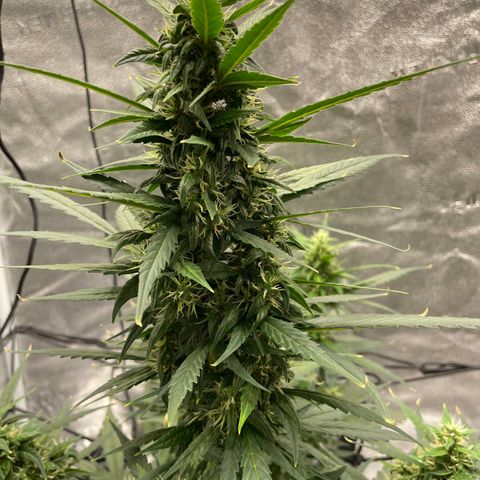 Auto Granddaddy Purp  growlog timeline photo