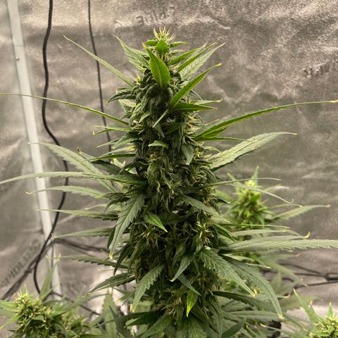 Auto Granddaddy Purp  growlog timeline photo