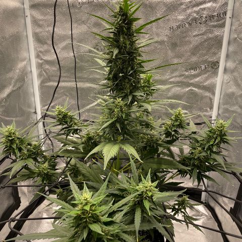Auto Granddaddy Purp  growlog timeline photo