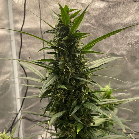 Auto Granddaddy Purp  growlog timeline photo