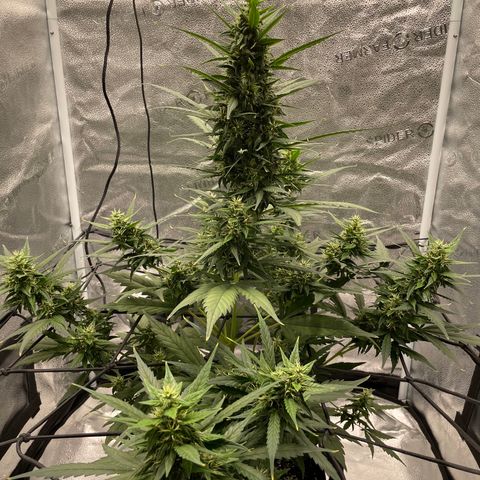 Auto Granddaddy Purp  growlog timeline photo