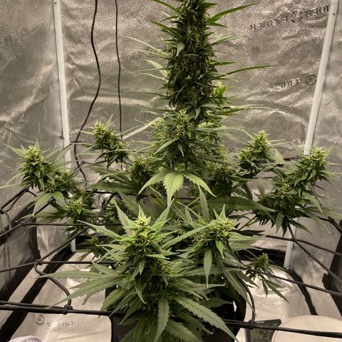 Auto Granddaddy Purp  growlog timeline photo