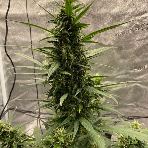 Auto Granddaddy Purp  growlog timeline photo