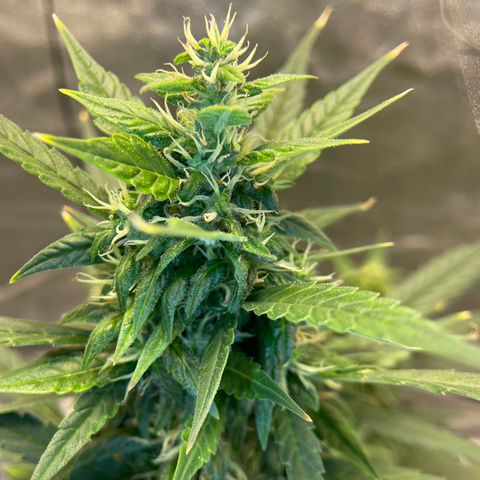 Auto Granddaddy Purp  growlog timeline photo