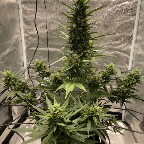 Auto Granddaddy Purp  growlog timeline photo