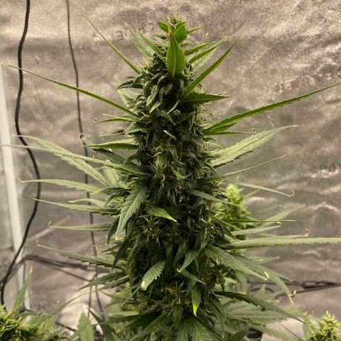 Auto Granddaddy Purp  growlog timeline photo