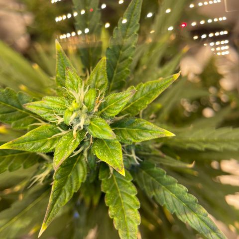 Auto Granddaddy Purp  growlog timeline photo