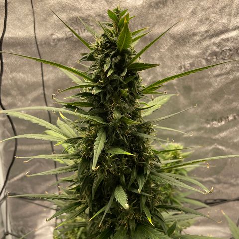 Auto Granddaddy Purp  growlog timeline photo