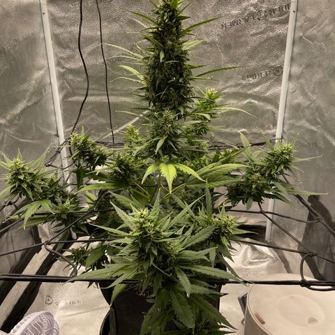 Auto Granddaddy Purp  growlog timeline photo