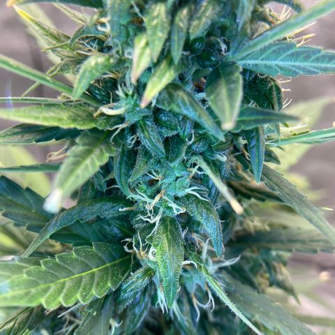Auto Granddaddy Purp  growlog timeline photo