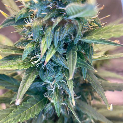 Auto Granddaddy Purp  growlog timeline photo