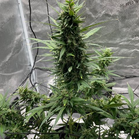 Auto Granddaddy Purp  growlog timeline photo