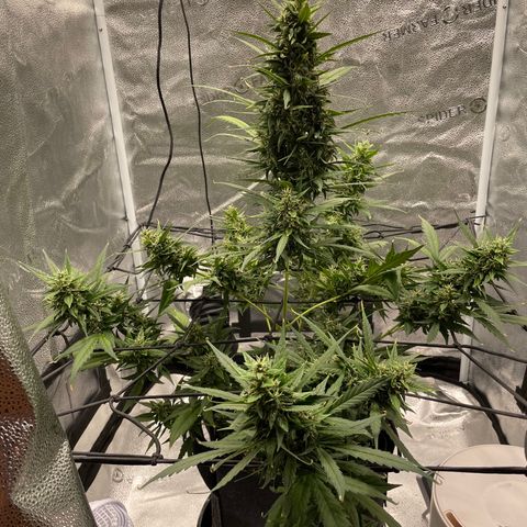 Auto Granddaddy Purp  growlog timeline photo